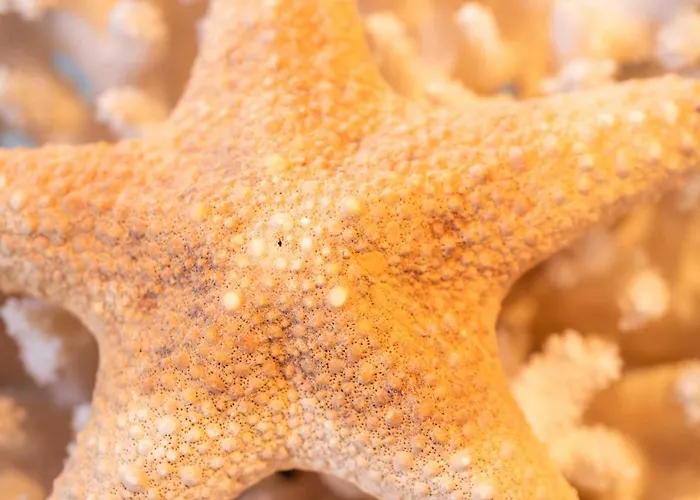 Sabetche - Baskeyrentals Lägenhet *